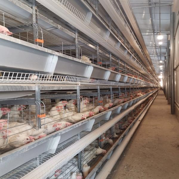 Buy cheap Hot Galvanized 4 Tiers 72 Birds Battery Chicken Cage Newest Design from wholesalers