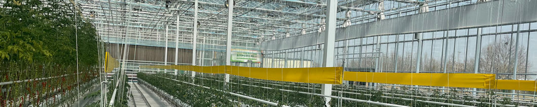 Economical Po/PE Film Greenhouse with Hydroponics