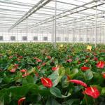 Shipping Cost JX-A0059 Reasonably Priced Glass Greenhouse Hydroponics System for