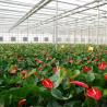 Buy cheap Customization Steel Structure Origin Glass Greenhouse Hydroponics System for Flowers from wholesalers