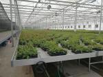PVC Coated Welded Wire Mesh Fencing Panels For Greenhouse Smooth Surface