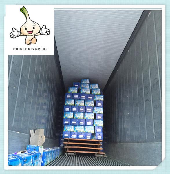 Buy cheap China Fresh Normal/Pure Natural Garlic with factory price from wholesalers