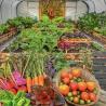 Buy cheap Large Single Arch Tunnel Greenhouse JX-A00182 for Year-Round Vegetable Production from wholesalers