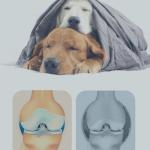 Pet Health Products Nutritive Nerve Repair Taurine , Vitamins Ginkgo biloba
