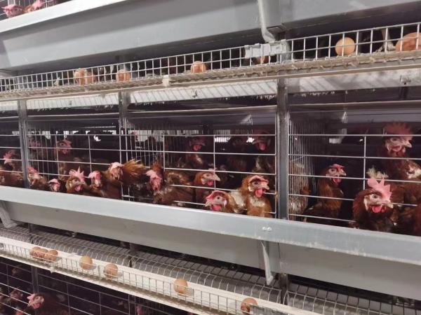 Buy cheap Dry Health Baby Chick Cage Heat - Resistant Poultry Keeping Machinery from wholesalers