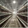 Buy cheap Poultry H Type Cages For Laying Hens Chicken Farm Equipment from wholesalers