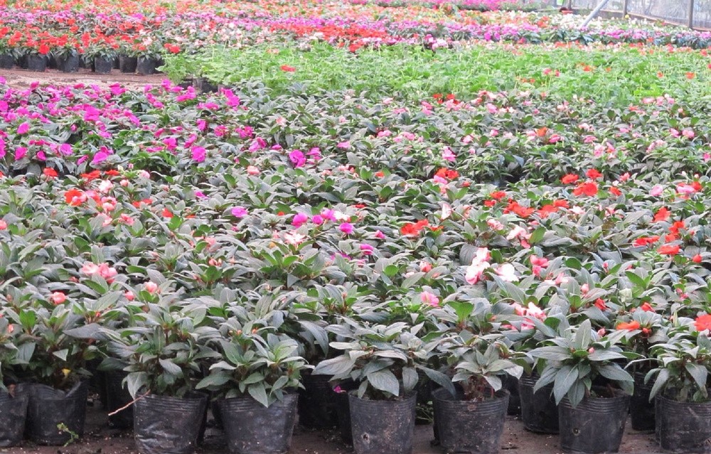 Wholesale plastic soft flower seeding pot plant mango nursery