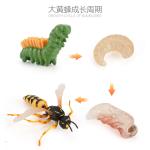 Buy cheap Hornet Life Cycle Figure Model Toy For Boys Girls Kids from wholesalers