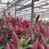 Buy cheap Hot DIP Galvanized Steel Glass Greenhouse JX-A0082 for Commercial Greenhouse Market from wholesalers