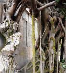 Customized Fiberglass GRC Landscaping Fake Tree For Garden Airport