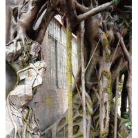 Buy cheap Customized Fiberglass GRC Landscaping Fake Tree For Garden Airport product