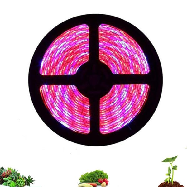 Buy cheap 5m Full Spectrum Red Blue 4:1 LED Flower Lights from wholesalers
