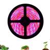 Buy cheap 5m Full Spectrum Red Blue 4:1 LED Flower Lights from wholesalers