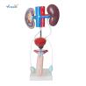 Buy cheap Pvc Male Urogenital System Medical 40cm Human Anatomy Model from wholesalers