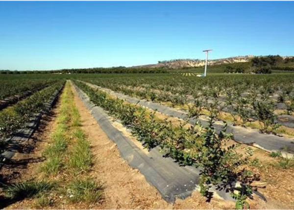 Buy cheap Anti Weed Polypropylene Ground Cover Pp Woven Fabric 2.05m X 100meter from wholesalers