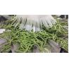Buy cheap Stainless Steel 304 Tomato Packaging Machine 14 Head Multihead Weigher from wholesalers