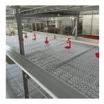Multi-tiers Chicken Poultry Farm Battery Chicken Layer Cage For Pakistan Farm