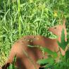 Buy cheap Corten Steel Yard Metal Embellishments Opossum Shape Easy To Install from wholesalers