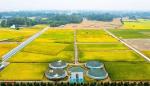1000LPH Capacity Tilapia Aquaculture RAS Recirculating System for Indoor Fish