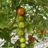 Buy cheap Hydroponics Cultivation Method Agriculture Glass Greenhouse for Tomato/Fruit Tempered from wholesalers