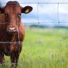 Buy cheap Deer Goat Farm Wire Fence Galvanized Wire Hinge Joint Fencing from wholesalers