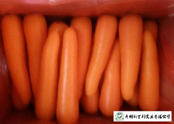 Buy cheap Immune Function Fresh Organic Carrots Enhance Good For Body Health from wholesalers