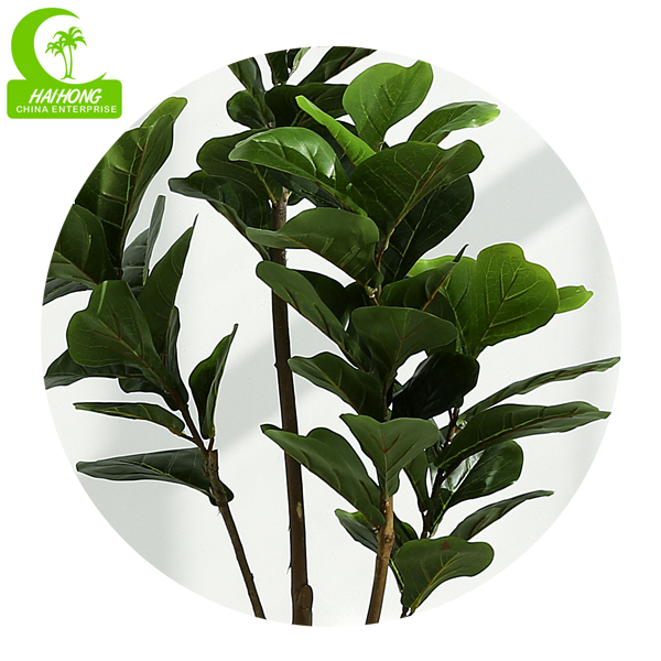 Ficus Pandurata