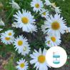 Buy cheap CAS 1783-96-6 Pure Organic Essential Oils Chrysanthemum Essential Oil For Massage from wholesalers