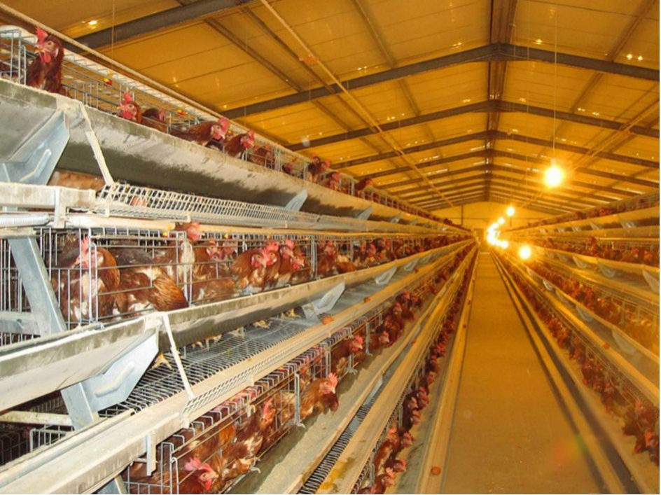 Prefabricated Steel Structure Farm House Light Steel Frame Construction Building