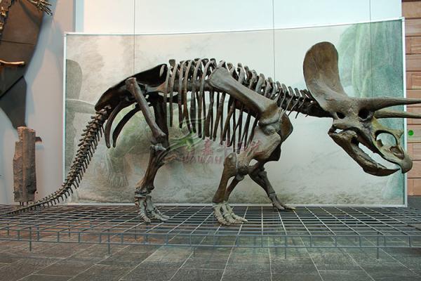Quality High Durability Realistic Dinosaur Skeleton Models Fiberglass / Gypsum Made for sale