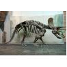 Buy cheap High Durability Realistic Dinosaur Skeleton Models Fiberglass / Gypsum Made from wholesalers