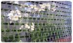 STRETCHED VENTILATED FILM,PRE-STRETCHED VENTILATED FILM, machine wrap ventilated