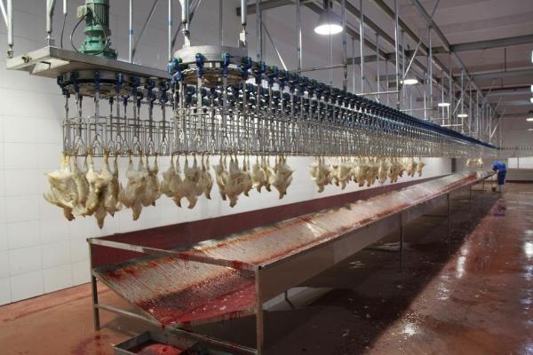 Buy cheap Broiler Layer Automatic Slaughtering Machine Farms Stainless Steel Chicken Slaughter from wholesalers