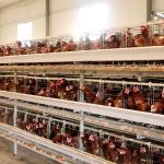 Buy cheap Farm Poultry Chicken Cage 190 * 35 * 38cm / 195 * 45 * 41cm Size Durable from wholesalers