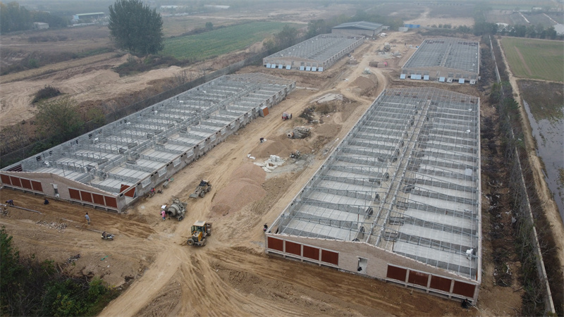 Steel Structure Pig House For Pig Feeding Farm