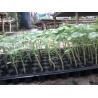 Buy cheap plastic Plant Growing Trays plant seeding tray plastic growing trays with 32,50,72,105,128,200 holes from wholesalers