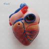 Buy cheap New Style Life-Size Heart Model Enlarged Cardiac Planing Model from wholesalers