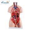 Buy cheap PVC Human Torso Model 85cm Tri - Sex Torso 21 Parts For Teaching Demonstration from wholesalers