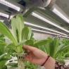 Buy cheap Double Layer Steel Structure Shipping Container Greenhouse for Leafy Veggies Planting from wholesalers