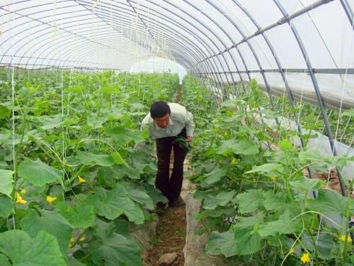Buy cheap Cucumber Plant Single Tunnel Greenhouse Cover Material Plastic Film 0.12 / 0.15 / 0.20mm from wholesalers