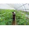 Buy cheap Cucumber Plant Single Tunnel Greenhouse Cover Material Plastic Film 0.12 / 0.15 / 0.20mm from wholesalers