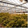 Buy cheap PE Film Poly Cover Single Span Light Deprivation Greenhouse Aluminum Zinc Plating from wholesalers