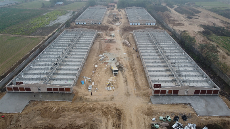 Steel Structure Pig House For Pig Feeding Farm