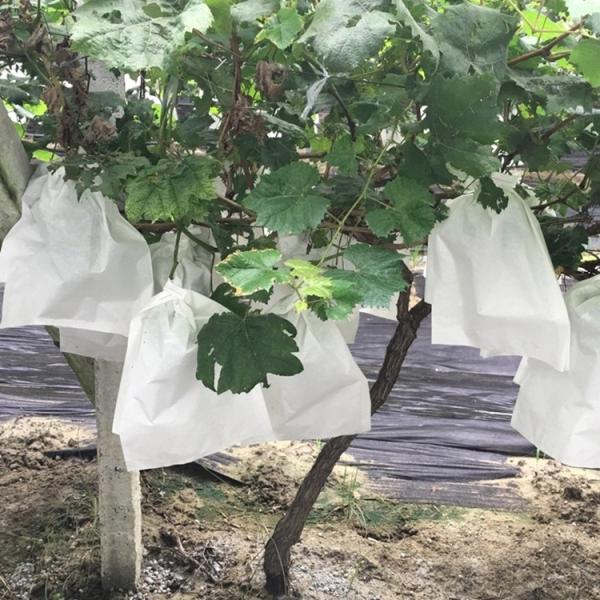 Buy cheap Nonwoven Grape Protection Bags from wholesalers