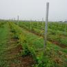 Buy cheap Power Coated Round / Square Metal Vineyard Trellis Posts Q195 / Q235Material from wholesalers