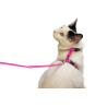 Buy cheap Small Pet Cat Harness Collar , Adjustable Nylon Cat Collar Easy To Wear from wholesalers
