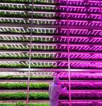 Return refunds Guaranteed Multi-Span Greenhouse for Growing Tomato Cucumber