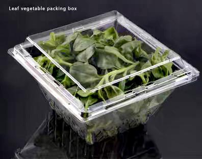Customized square anti fog PET transparent vegetable lock fresh box disposable