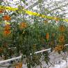 Buy cheap Cucumber Melon Tomato Twine 5000m/5kg Cultivated Grow Support Hooks Galvanized Steel from wholesalers