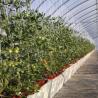 Buy cheap Plastic Greenhouse Department Multi-Span Po/PE Commercial Greenhouse with Hydroponics from wholesalers
